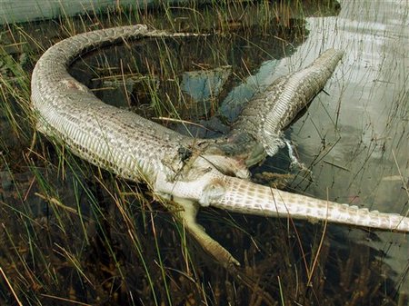 python-vs-alligator-everglades.jpg